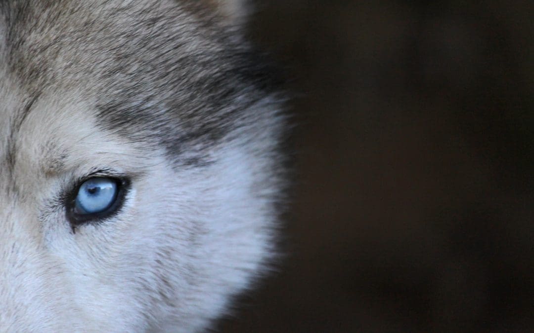 Q3 Economic Commentary: Wait Until You See the Whites of Their Eyes